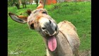 El Burro
